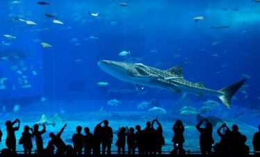 Dubai Aquarium & Underwater Zoo