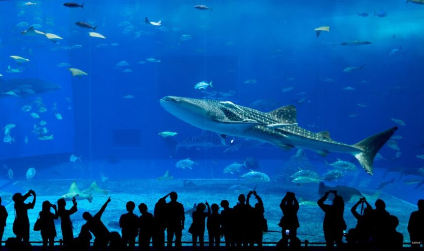 Dubai Aquarium & Underwater Zoo