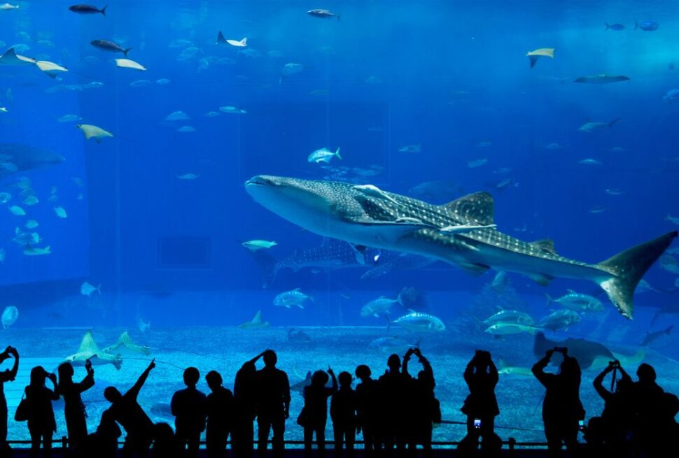 Dubai Aquarium & Underwater Zoo
