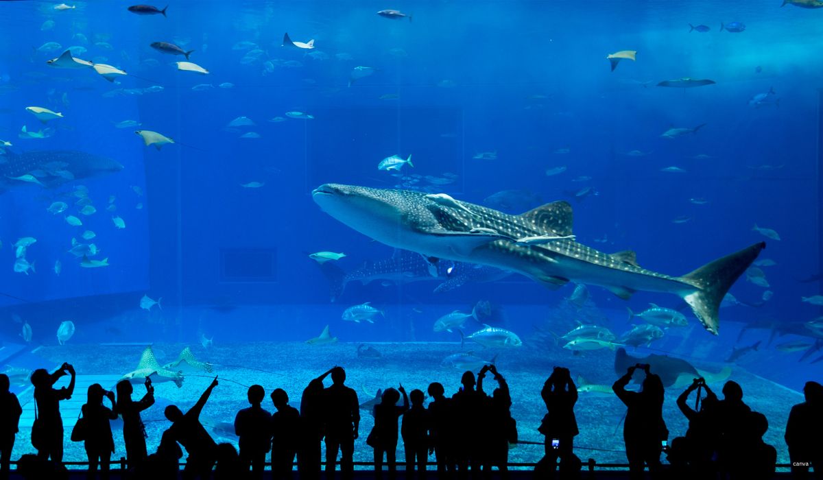 Dubai Aquarium & Underwater Zoo